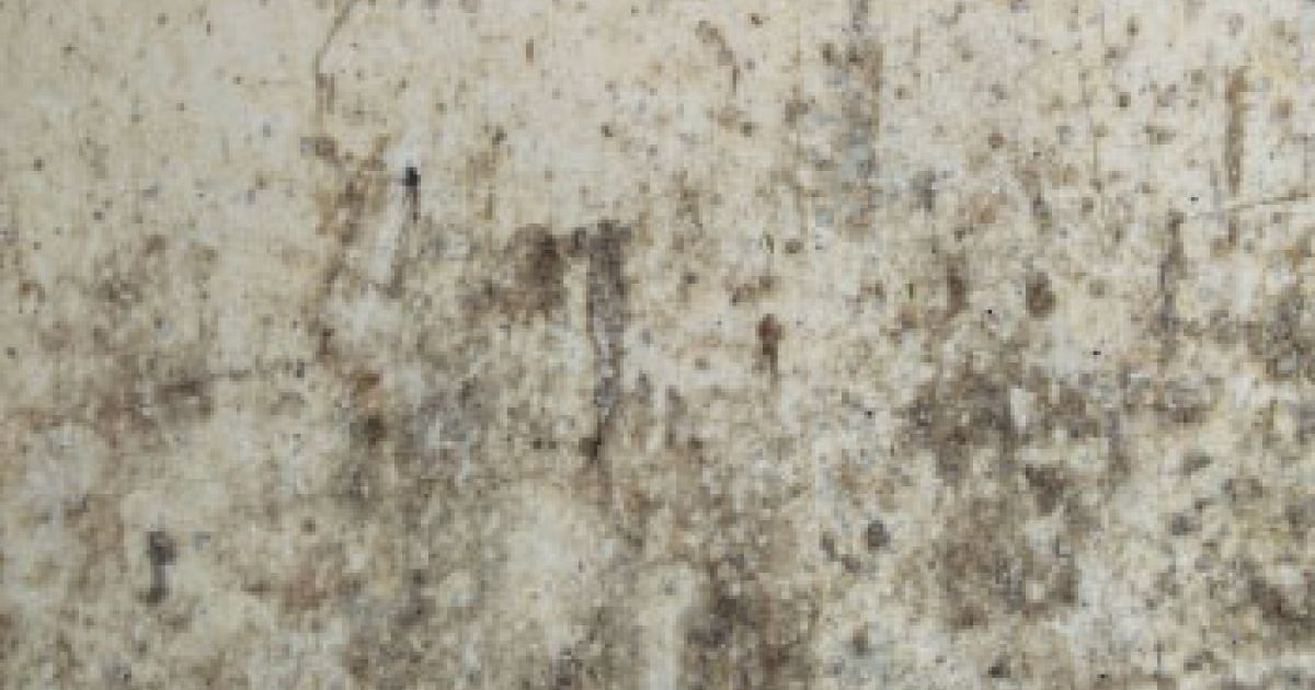 WHAT EVERY HOMEOWNER SHOULD KNOW ABOUT MOLD IN THE HOME