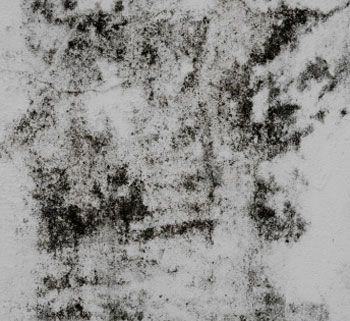 Mold Remediation - Restorerz