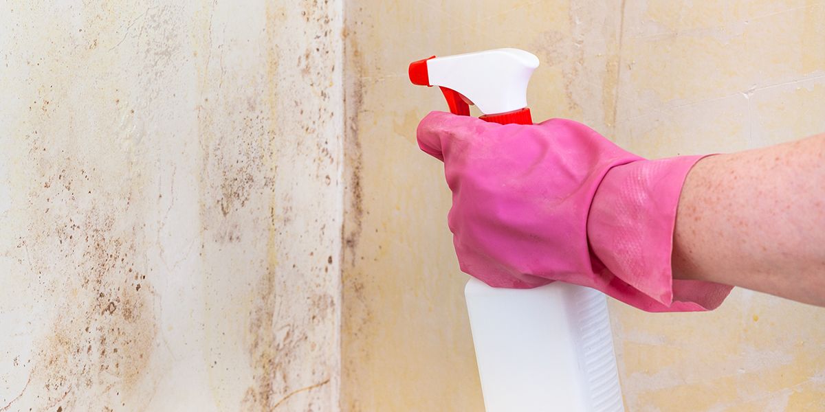 diy mold remediation