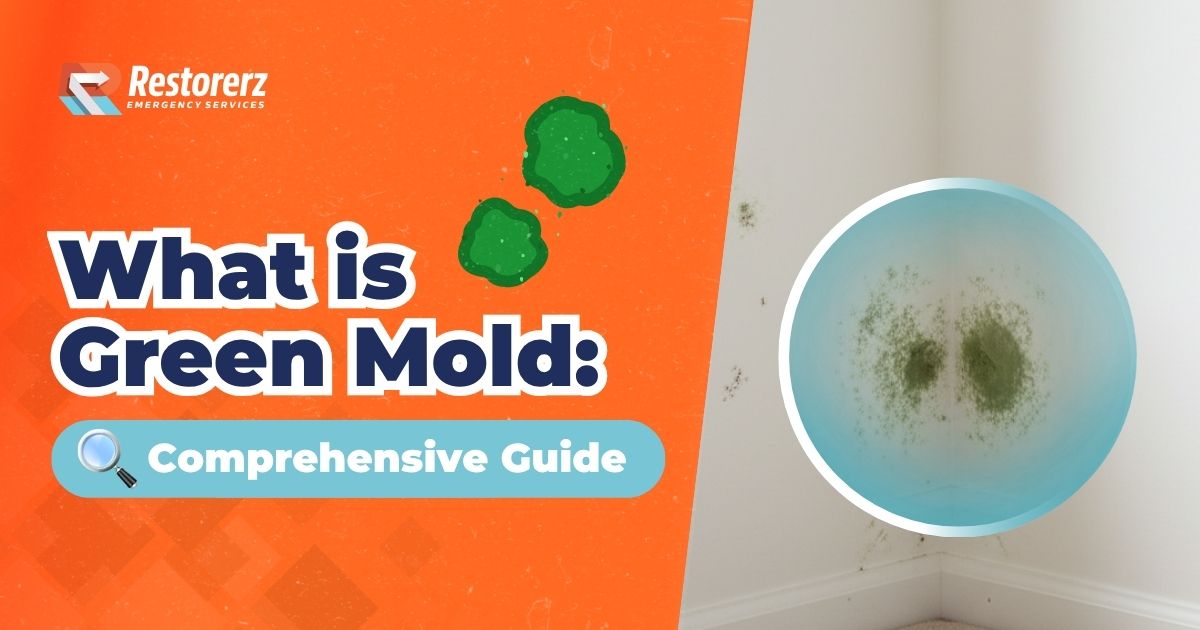 What is Green Mold [Comprehensive Guide]