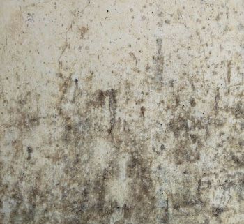 Mold Remediation