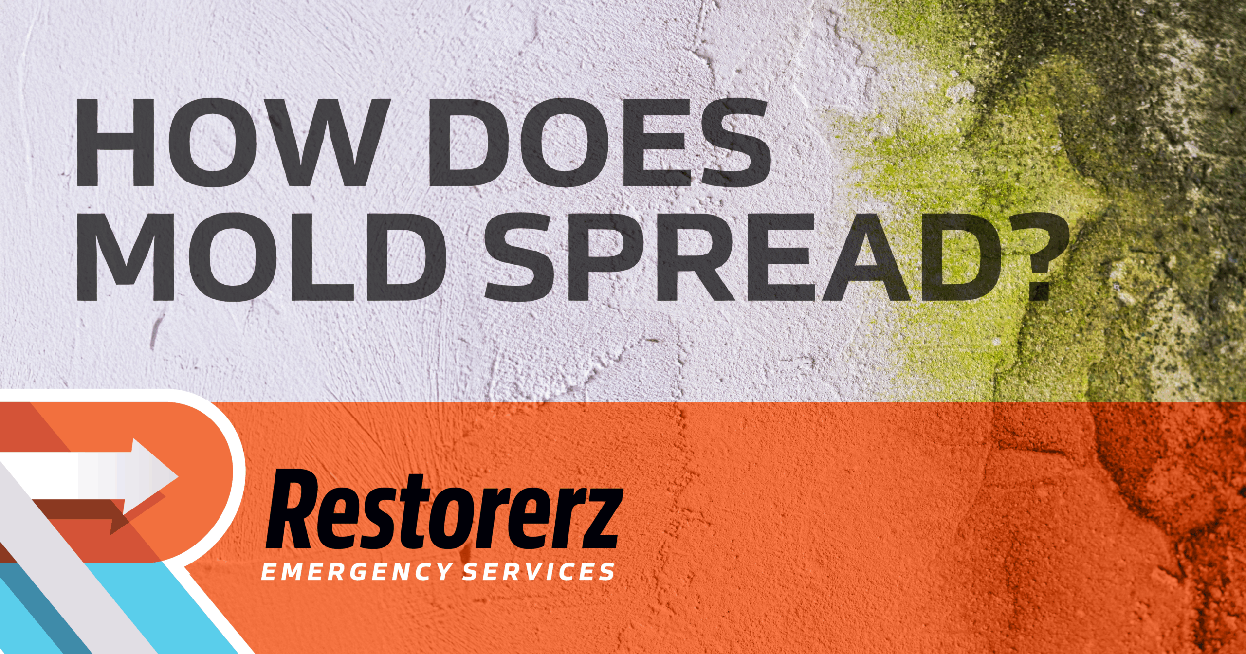 How Does Mold Spread?