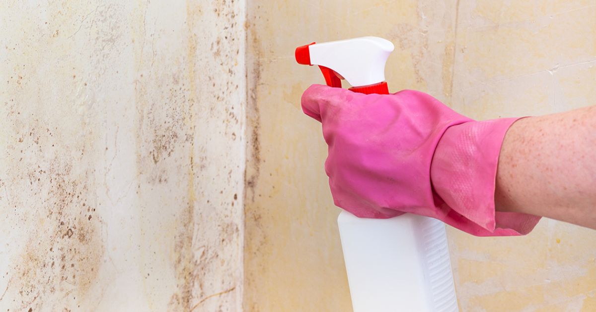 Why DIY Mold Remediation is Not Advisable