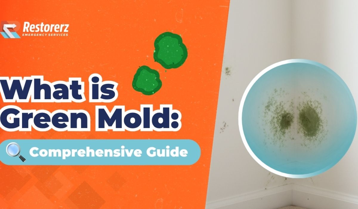 What is Green Mold [Comprehensive Guide]
