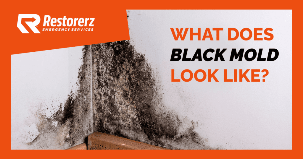 What Does Black Mold Look Like