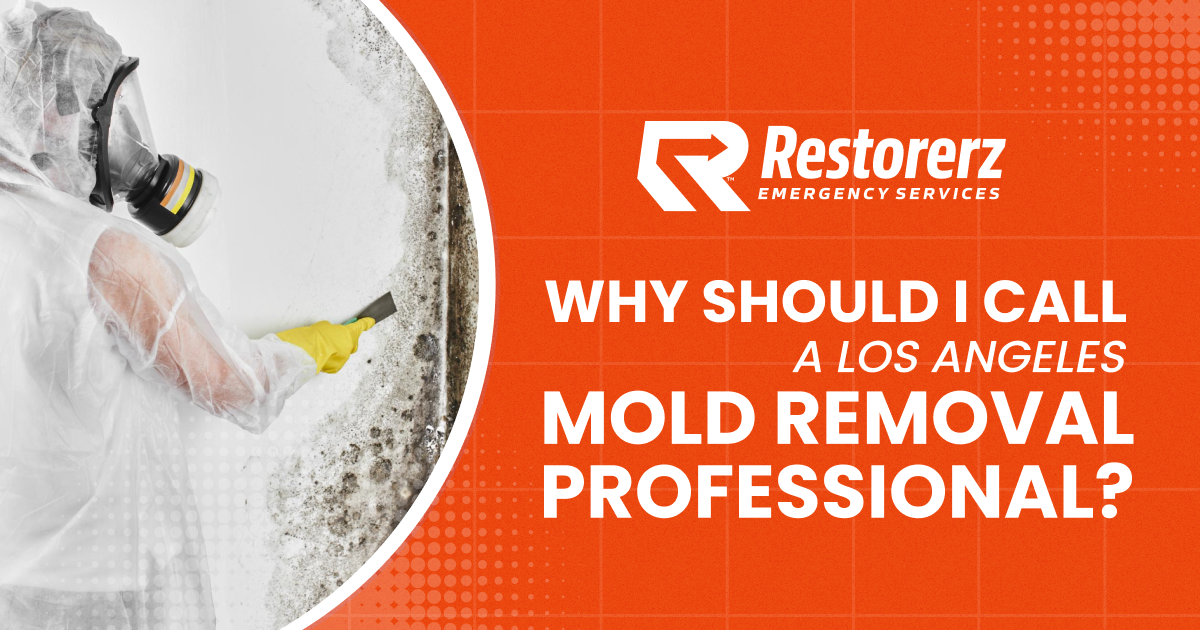 Why-Should-I-Call-a-Los-Angeles-Mold-Removal-Professional