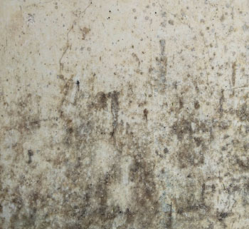 Mold Remediation