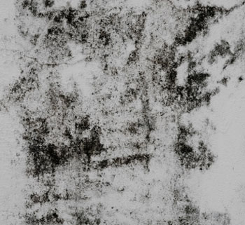 Mold Remediation - Restorerz