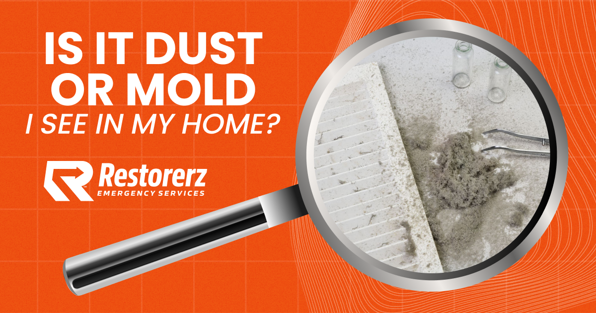 Is-It-Dust-or-Mold-I-See-in-My-Home dust vs mold mold vs dust does mold wipe off easily black mold vs dust