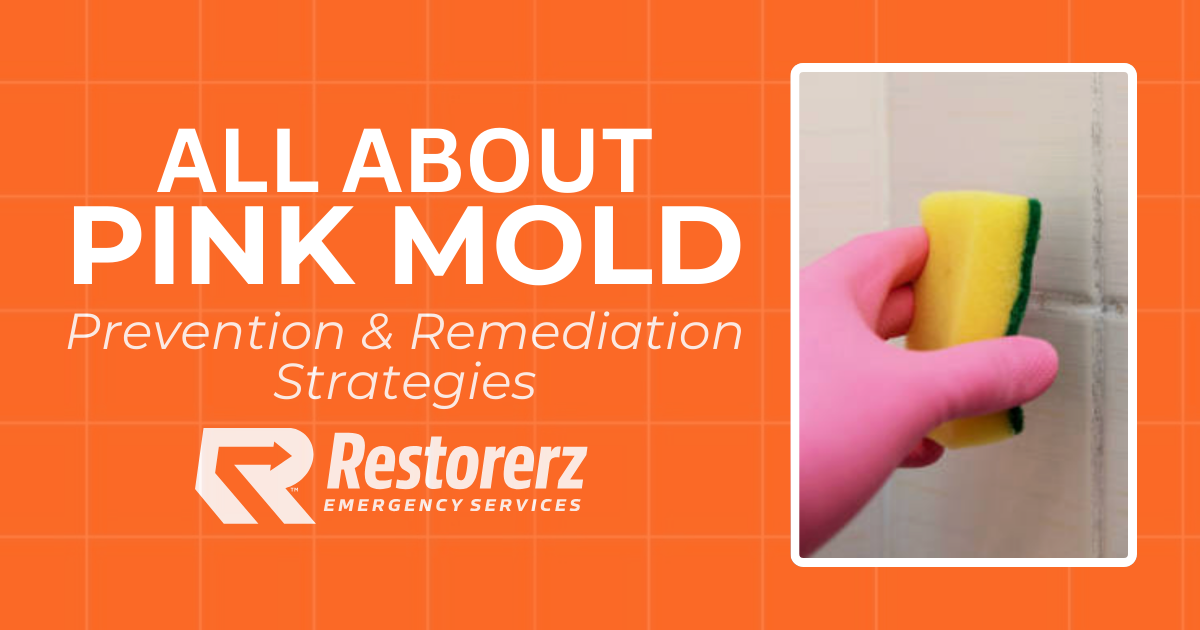 All About Pink Mold [Prevention & Remediation Strategies]