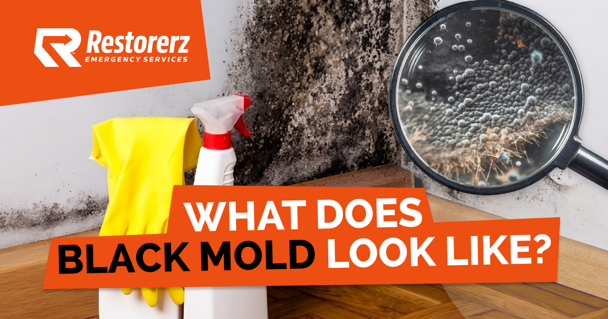 What Does Black Mold Look Like?