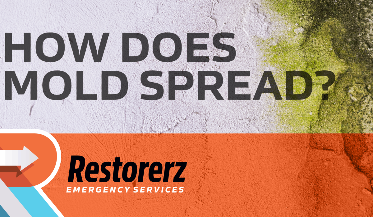 How Does Mold Spread