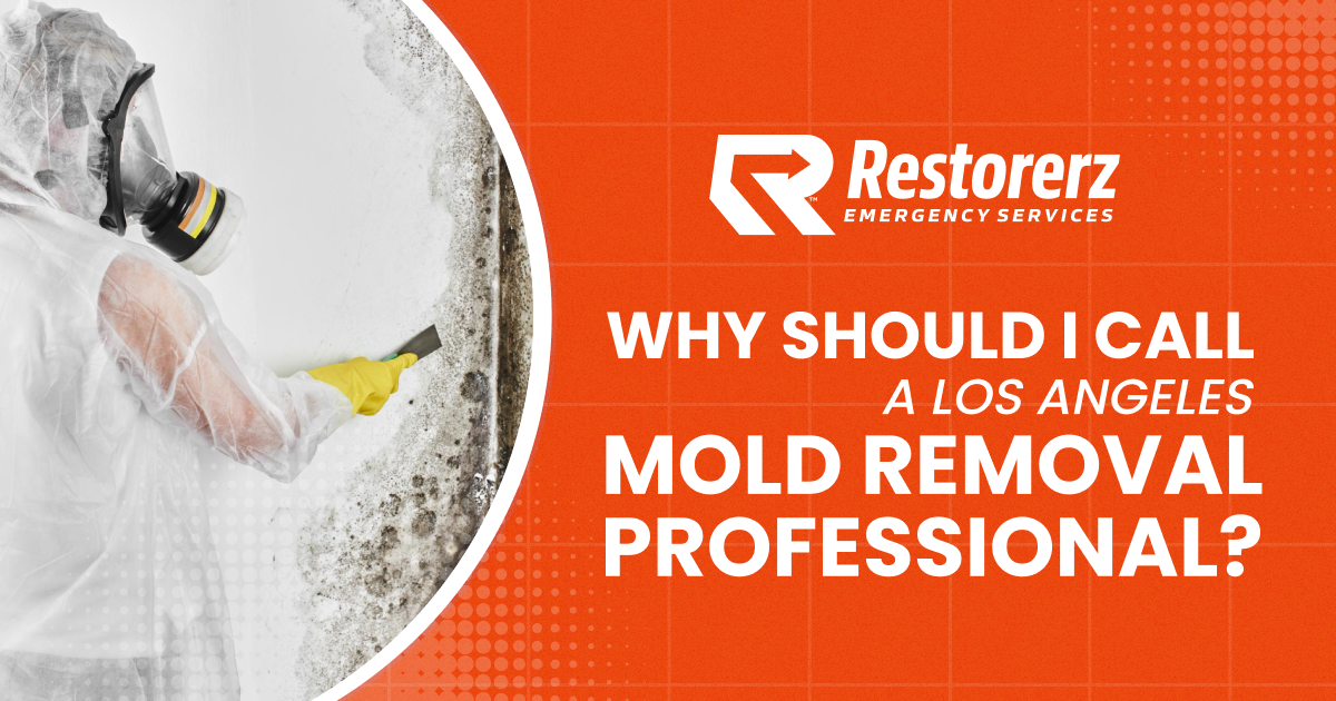 Why Should I Call a Los Angeles Mold Removal Professional?